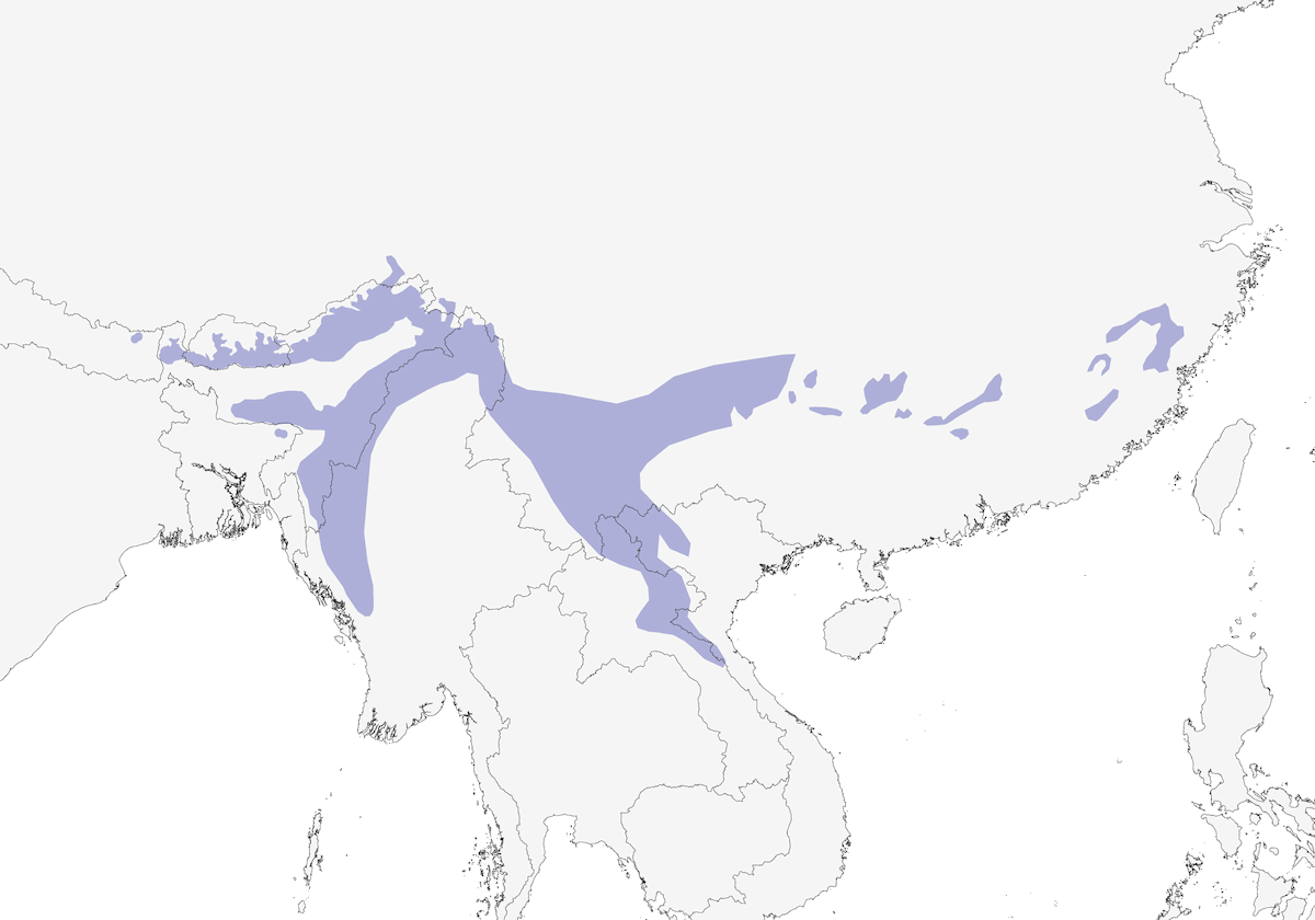 Elacura macchiata, Distribuzione 1