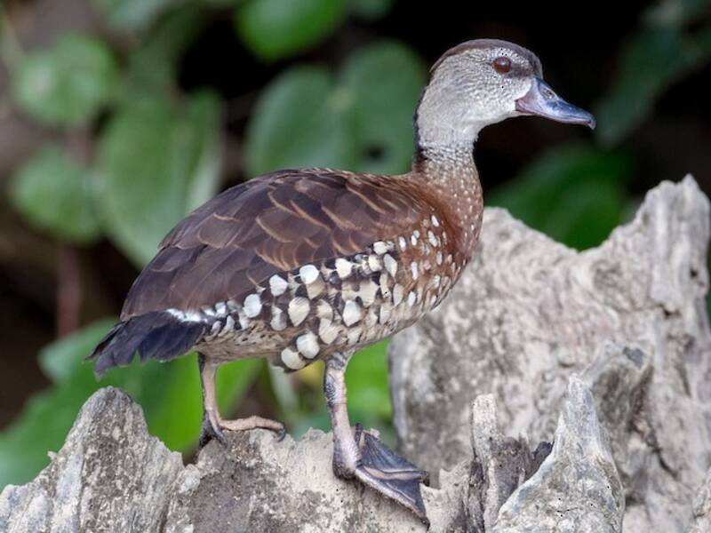 Spotted Whistling-Duck, Photos 3