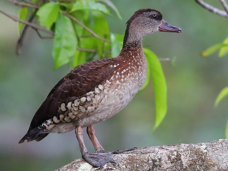 Dendrocygne tacheté