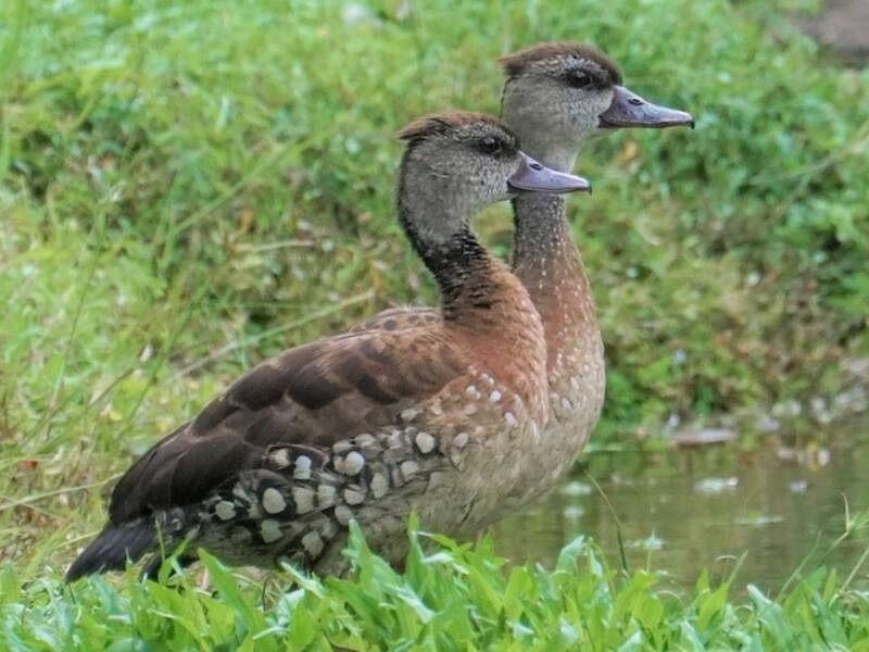 Spotted Whistling-Duck, Photos 2