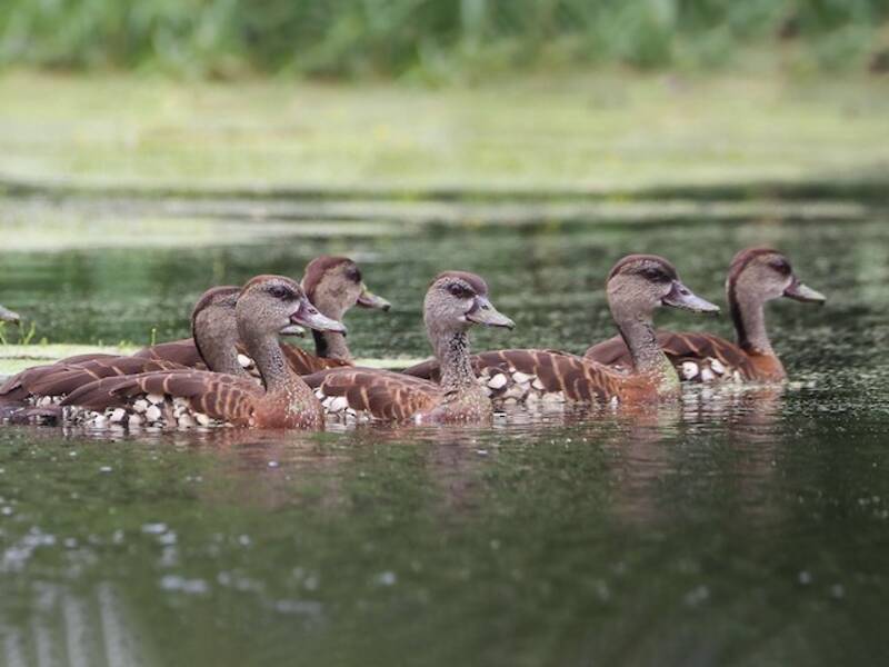 Spotted Whistling-Duck, Photos 4