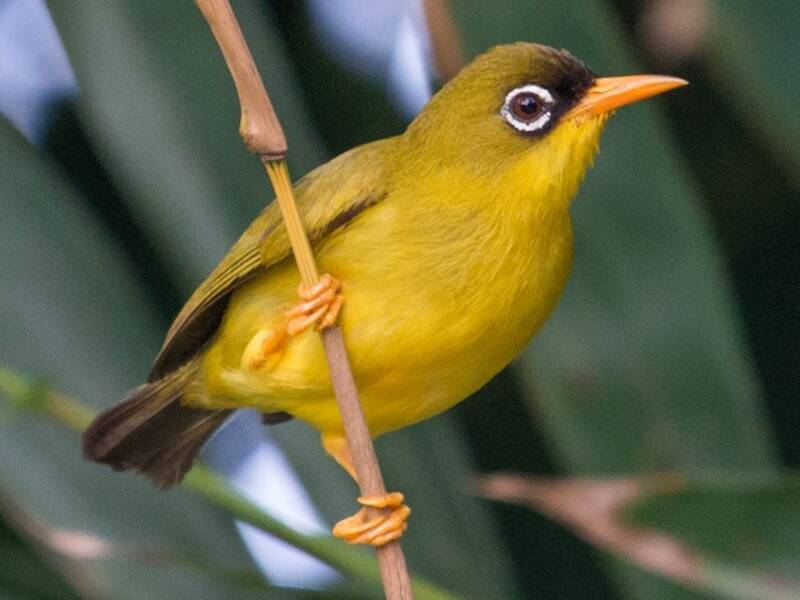 Splendid White-eye, Photos 4