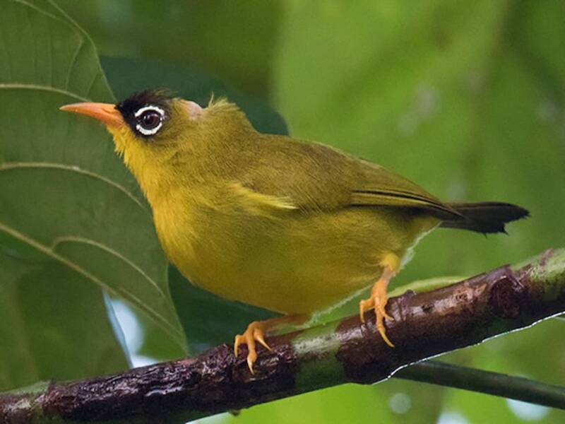 Splendid White-eye, Photos 3