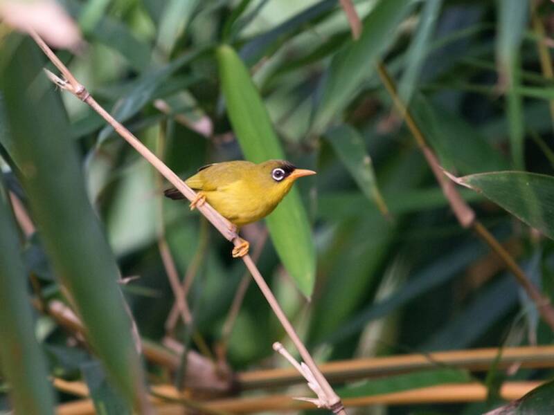 Splendid White-eye, Photos 2