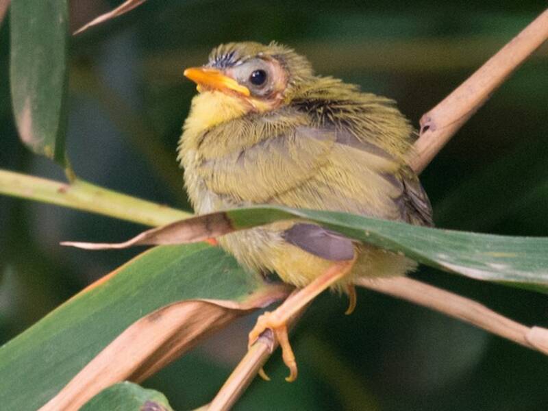 Splendid White-eye
