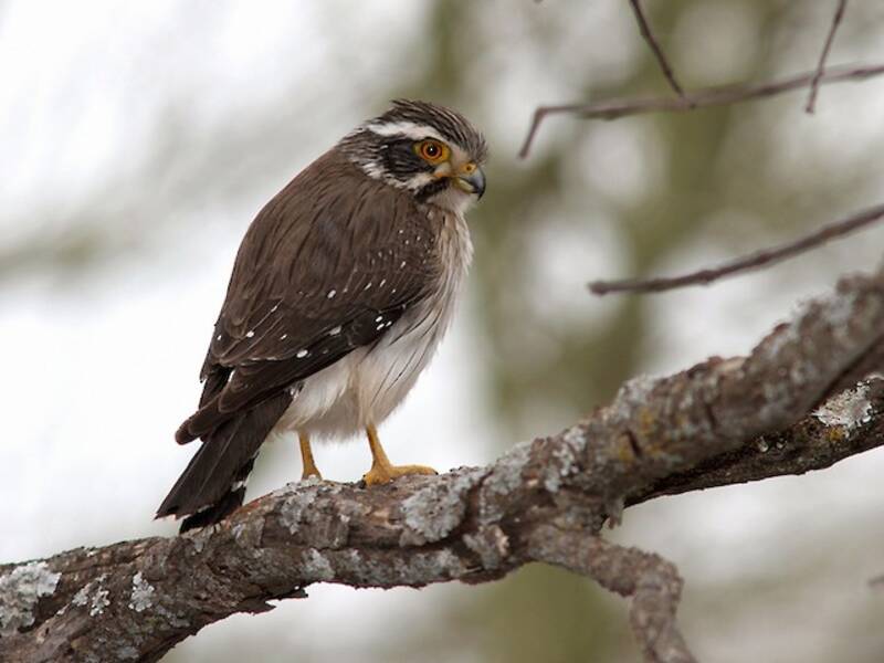 Falconetto alimacchiate, Foto 4