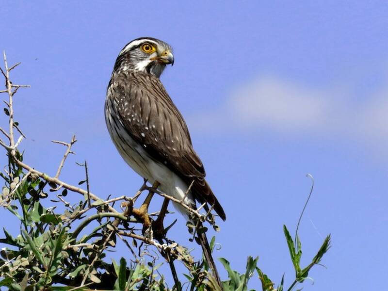 Falconetto alimacchiate, Foto 3