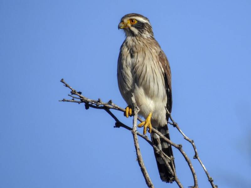 Falconetto alimacchiate, Foto 2
