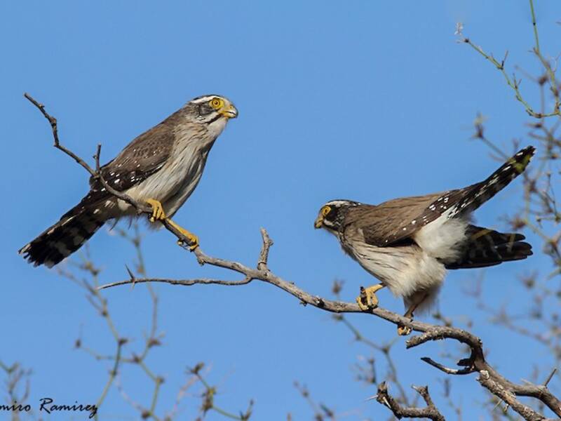 Spot-winged Falconet