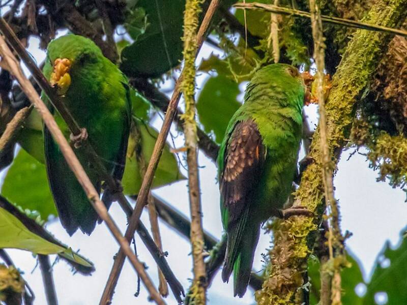 Spot-winged Parrotlet