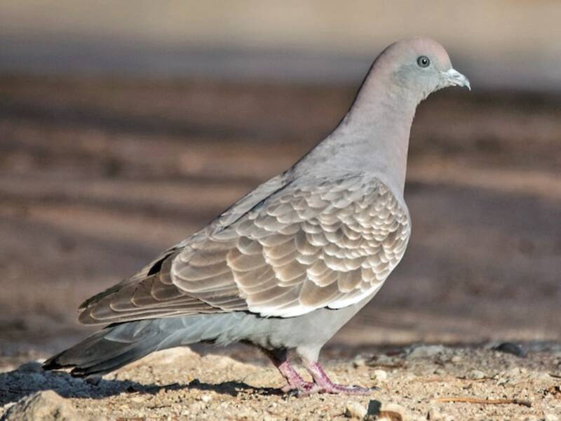 Spot-winged Pigeon, 照片 4