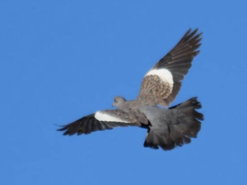 Spot-winged Pigeon, 照片 3