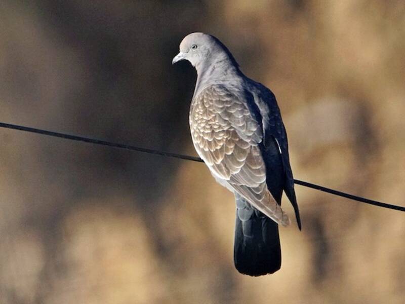 Spot-winged Pigeon, 照片 2