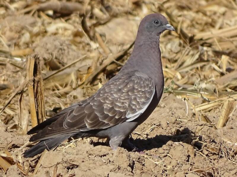 Spot-winged Pigeon