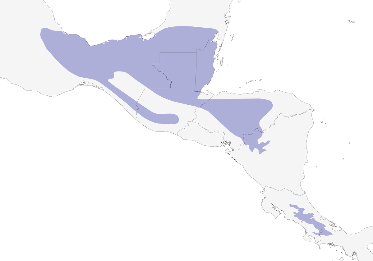 Codorniz-selvática moteada, Distribución 1