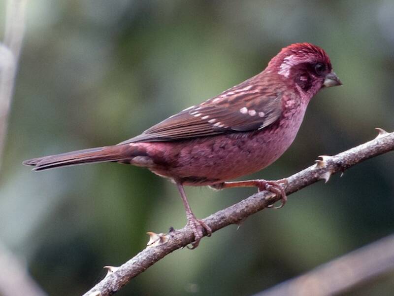 Fringuello rosa dalle ali macchiate