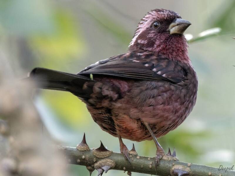 Fringuello rosa dalle ali macchiate, Foto 4