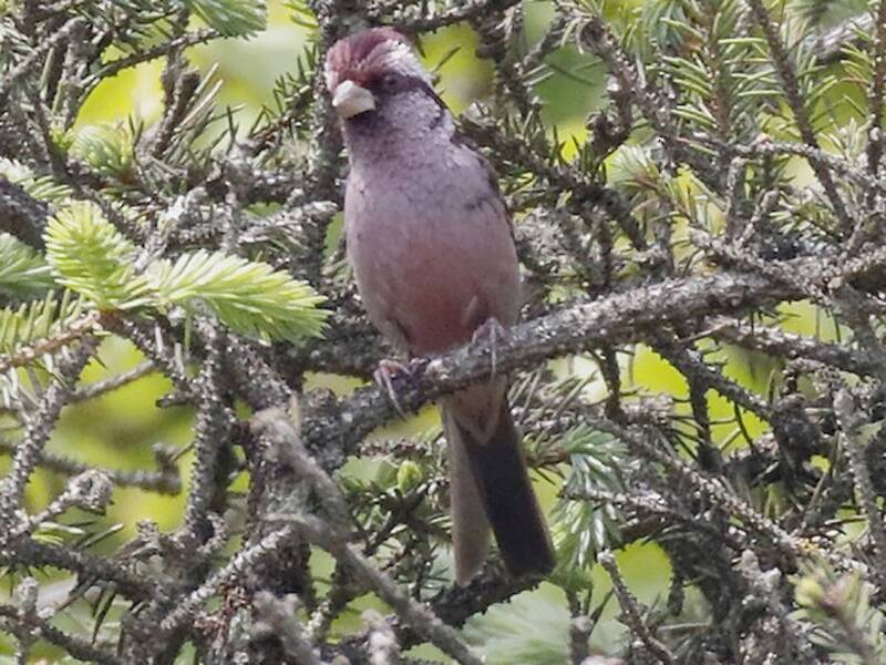 Camachuelo Rosado de Sharpe, Fotos 3