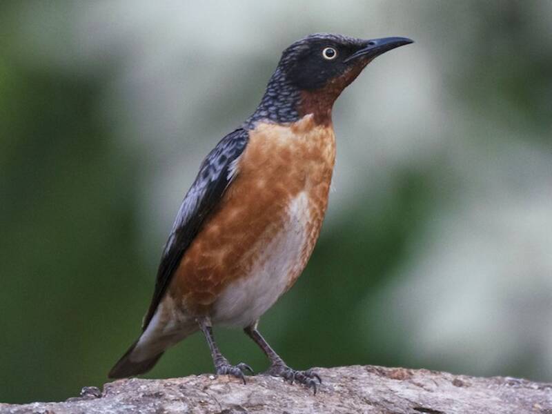 Spot-winged Starling