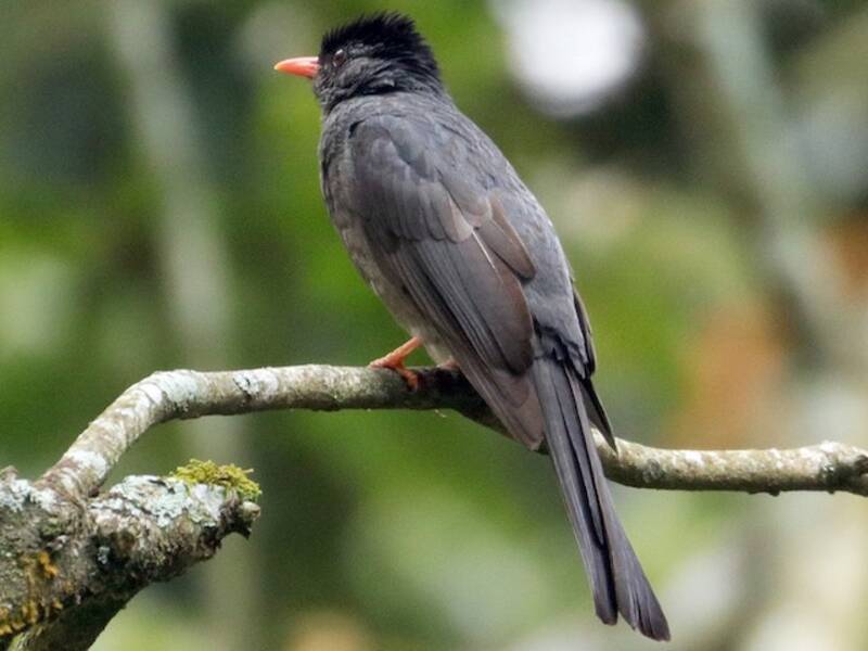 Bulbul Colicuadrado, Fotos 3