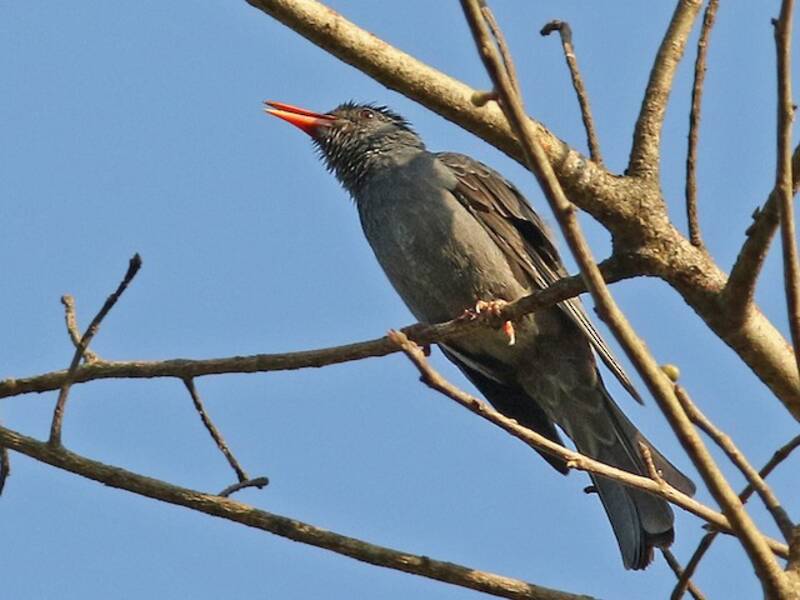 Bulbul à queue carrée