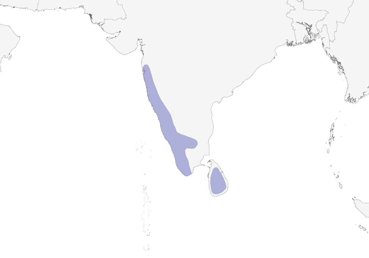 Bulbul Colicuadrado, Distribución 1