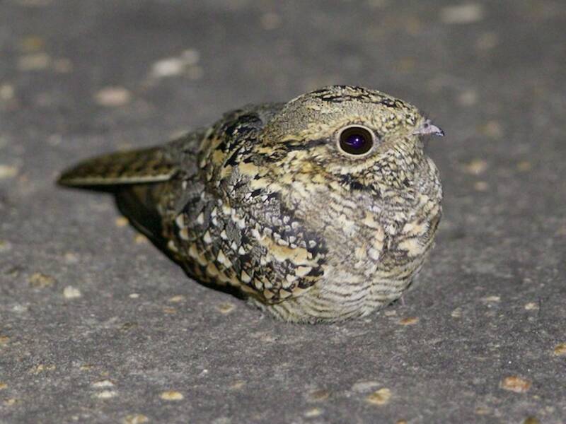 Square-tailed Nightjar