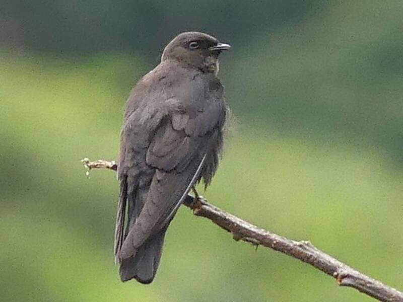 Square-tailed Sawwing, Photos 4