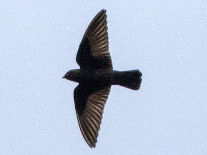 Square-tailed Sawwing, Photos 2