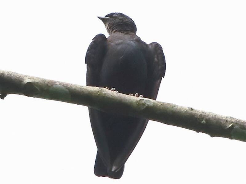 Square-tailed Sawwing, Photos 3