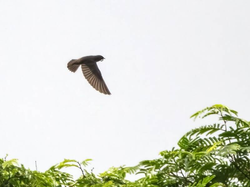 Square-tailed Sawwing