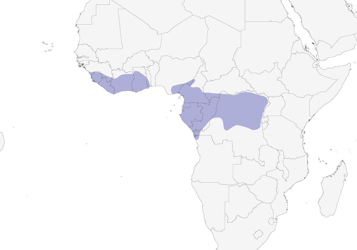 Square-tailed Sawwing, Distribution 1