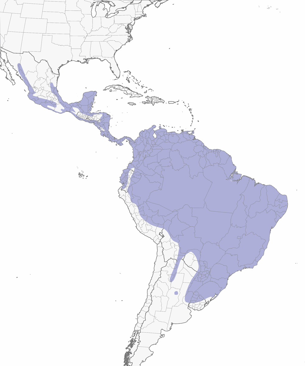 Cuculo scoiattolo, Distribuzione 1