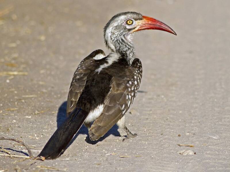 Southern Red-billed Hornbill, Photos 3