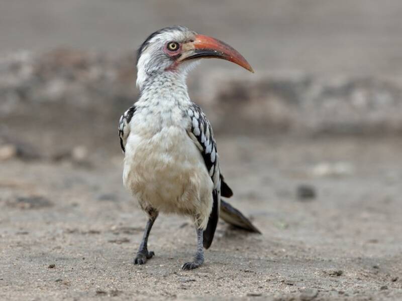 Southern Red-billed Hornbill, Photos 4