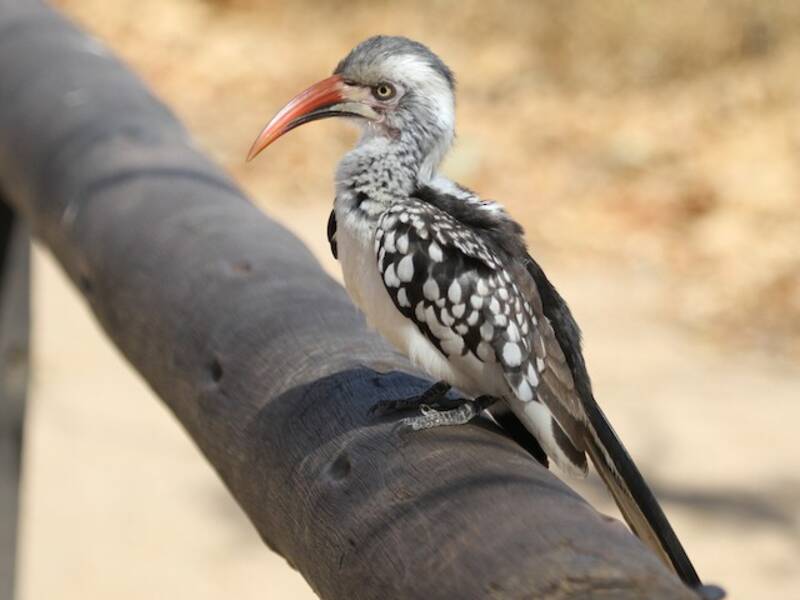 Southern Red-billed Hornbill