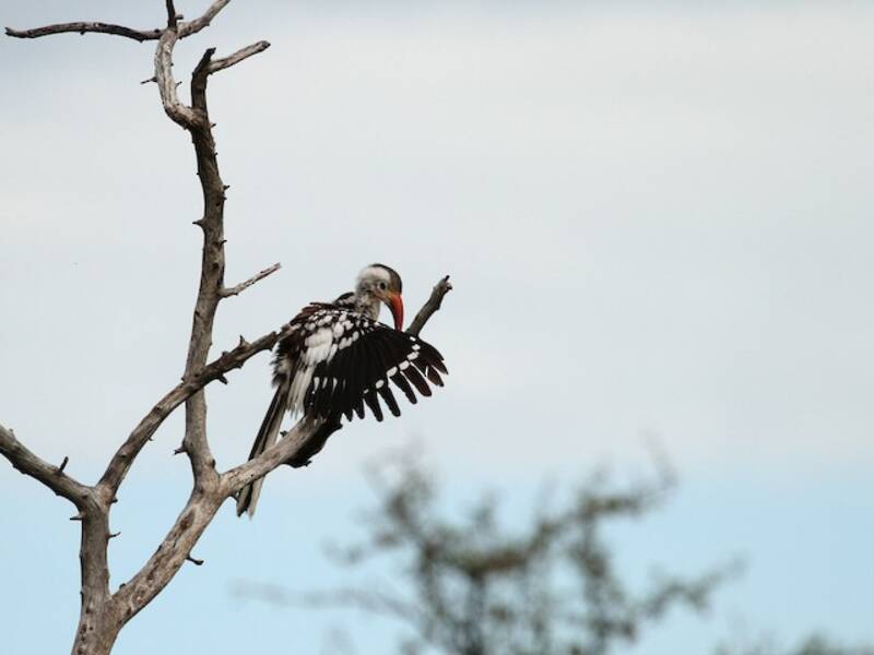Southern Red-billed Hornbill, Photos 2