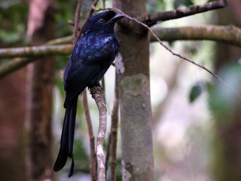 Drongo de Sri Lanka, Fotos 3