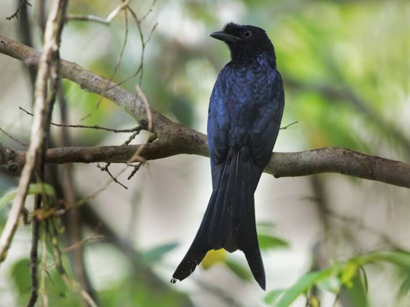 Drongo de Sri Lanka