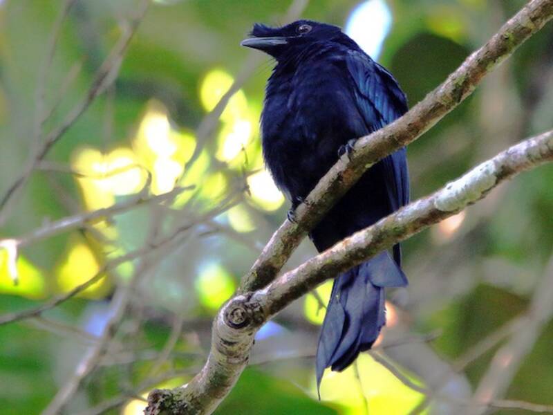 Drongo de Sri Lanka, Fotos 2