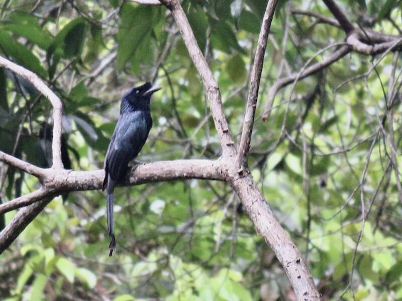 Drongo de Sri Lanka, Fotos 4