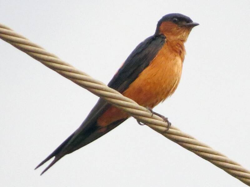 Sri Lanka Swallow, 照片 3