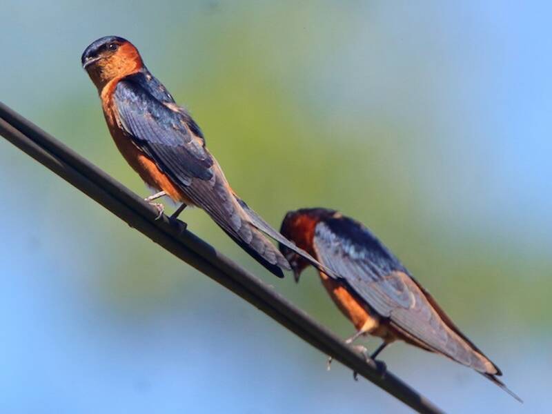 Sri Lanka Swallow