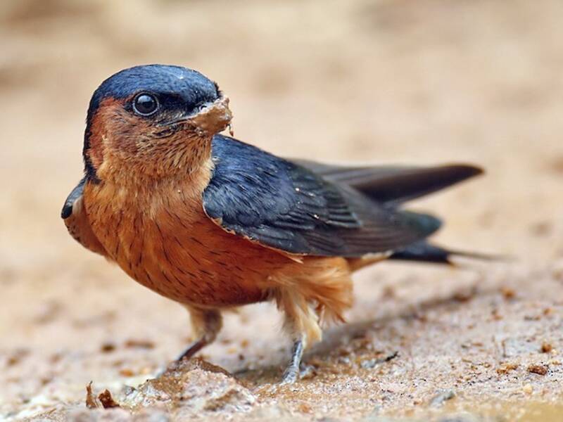 Sri Lanka Swallow, 照片 2