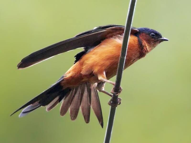 Sri Lanka Swallow, 照片 4