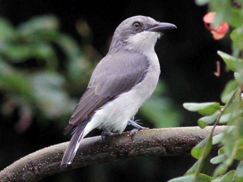 Sri Lanka Woodshrike, 照片 2