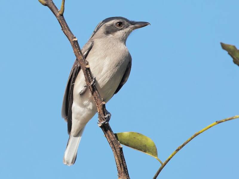 Sri Lanka Woodshrike, 照片 4