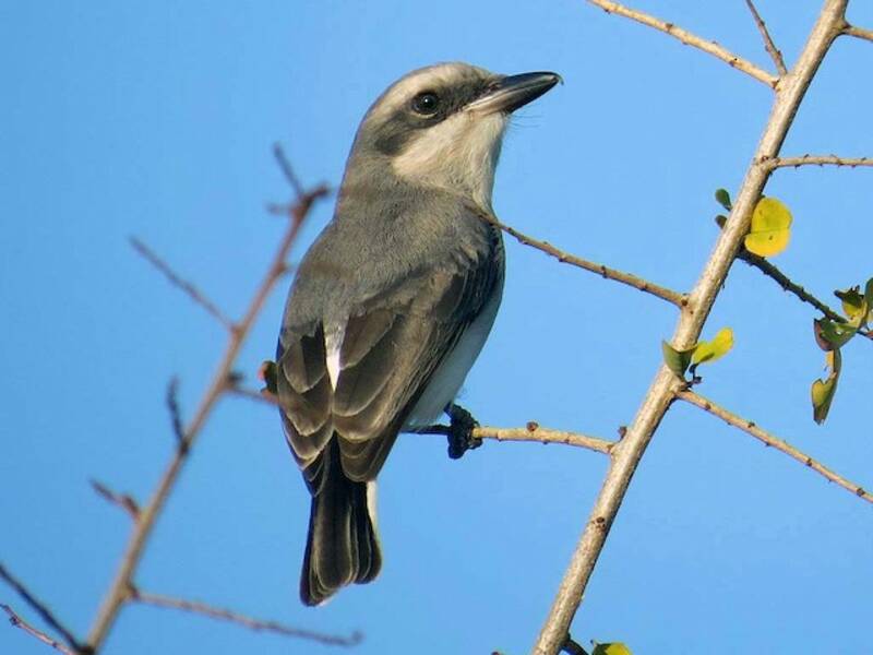 Sri Lanka Woodshrike, 照片 3