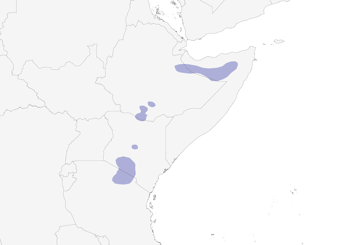 Terrera Somalí, Distribución 1