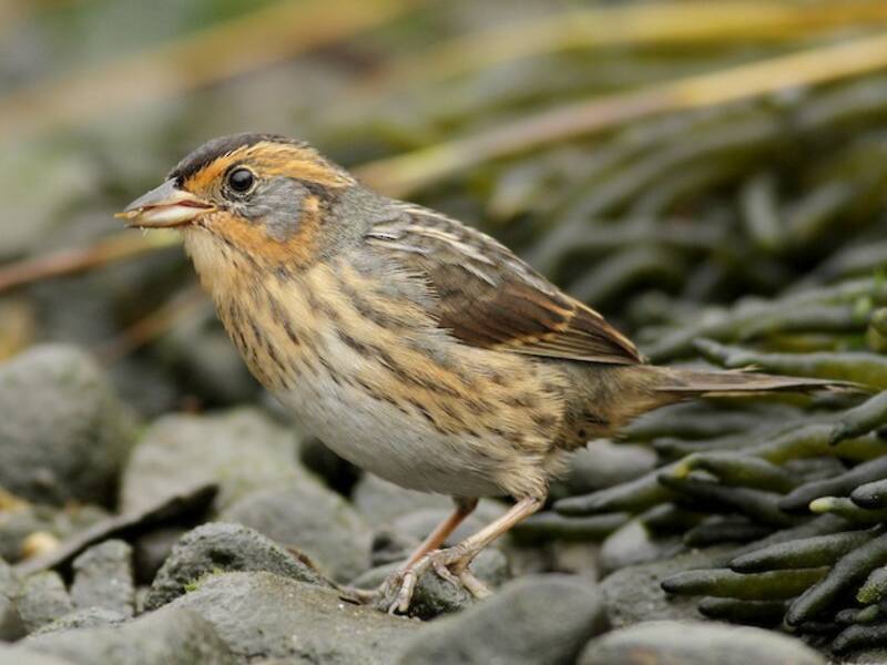Saltmarsh Sparrow (Ammospiza caudacuta)